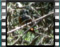 kokkinouris Redstart 2