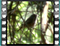 redstart 1 50x46