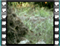 redstart 2 60x46