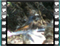 redstart 3 60x46
