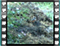 redstart 4 60x46