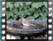 robin 2 60x46