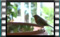 robin M2U00064cr