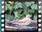 song thrush bath 1 60x46