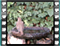 song thrush bath 2 60x46
