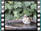 song thrush bath 3 60x46