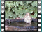 song thrush bath 4 60x46