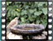 song thrush bath 5 60x46