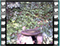 song thrush broken leg