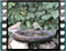 song thrush chaffinch water
