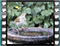 song thrush water 2