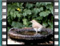 song-thrush 20070311-16.28.52cr
