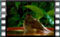 song.thrush 2019-03-07-15-41-54w