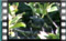 Great-Tit M2U00046