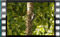Great-Tit M2U00854