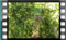 Great-Tit M2U00855cr