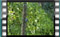 Great-Tit M2U00857