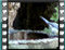 great tit bath