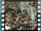 great tit feeding on ground