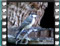 great tit juvenile water 3