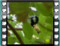 great tit male tree eating peanut