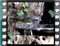 great tit young male bath 1