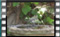 great.tit. S1260009cr