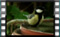great.tit 2019-02-26-13-08-38w