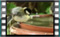 great.tit 2019-02-26-13-11-10w