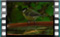 great.tit 2019-02-27-16-08-25w