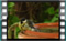 great.tit 2019-03-06-12-28-43w