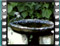 sombre tit bath 1