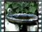 sombre tit bath 2