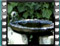 sombre tit bath attack by great tit