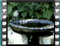 sombre tit water 1