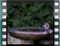 sombre tit PITSILISTOS