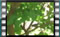 singleCrest-4.6.2016-00014-1