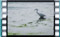 little.egret-4.4.2017-00025-1
