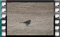 white-wagtail-fem-00013