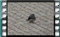 white-wagtail-fem-00020