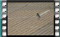 white-wagtail-male-00010