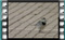 white-wagtail-male-00012-1