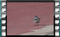 white-wagtail-male-00019-1