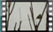 chiffchaff-10.1.2016.00011
