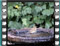 chiffchaff bath 3