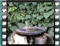chiffchaff bath 4
