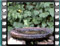 chiffchaff bath 5