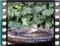 chiffchaff bath 6