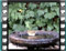 chiffchaff bath 9