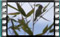 reed warbler singing 2